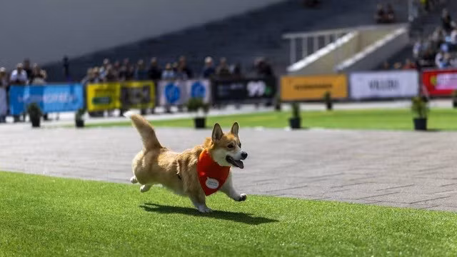 chum-anh-cuoc-dua-cho-corgi-quoc-te-lithuania-2025-07.jpg