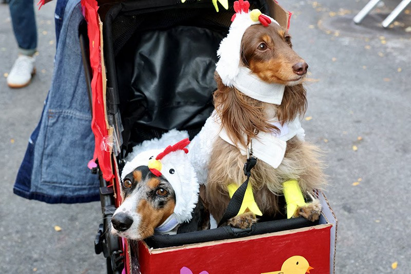 chum-anh-nhung-chu-cho-halloween-05-013.jpg