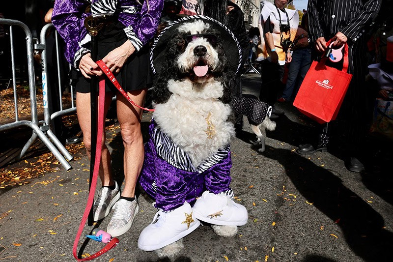 chum-anh-nhung-chu-cho-halloween-05-016.jpg
