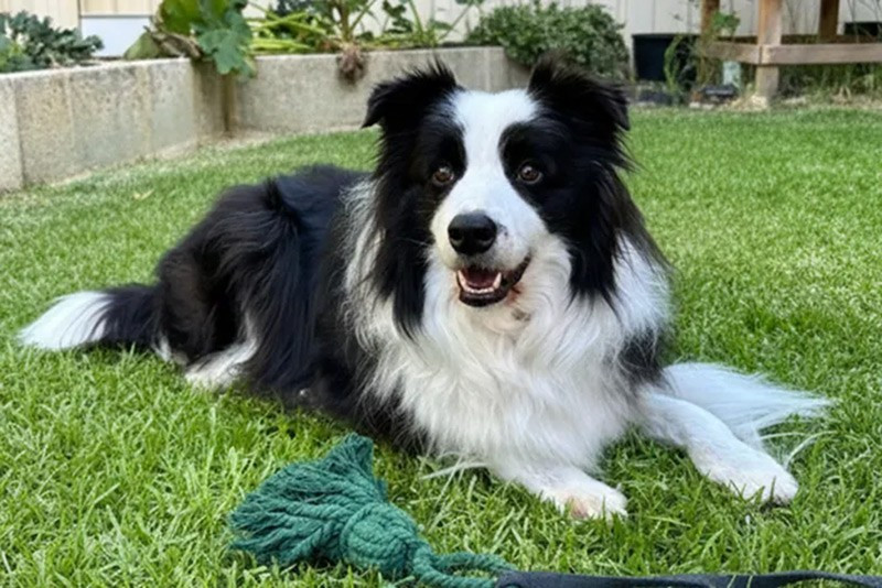 Border Collie: Giống chó này có trí nhớ và khả năng suy luận vượt trội, hiểu cảm xúc và hành động của con người. Con chó Chaser nổi tiếng đã học được tên của hơn 1.000 đồ vật, minh chứng cho trí tuệ đặc biệt. chum-anh-nhung-dong-vat-thong-minh-nhat-1105-03.jpg