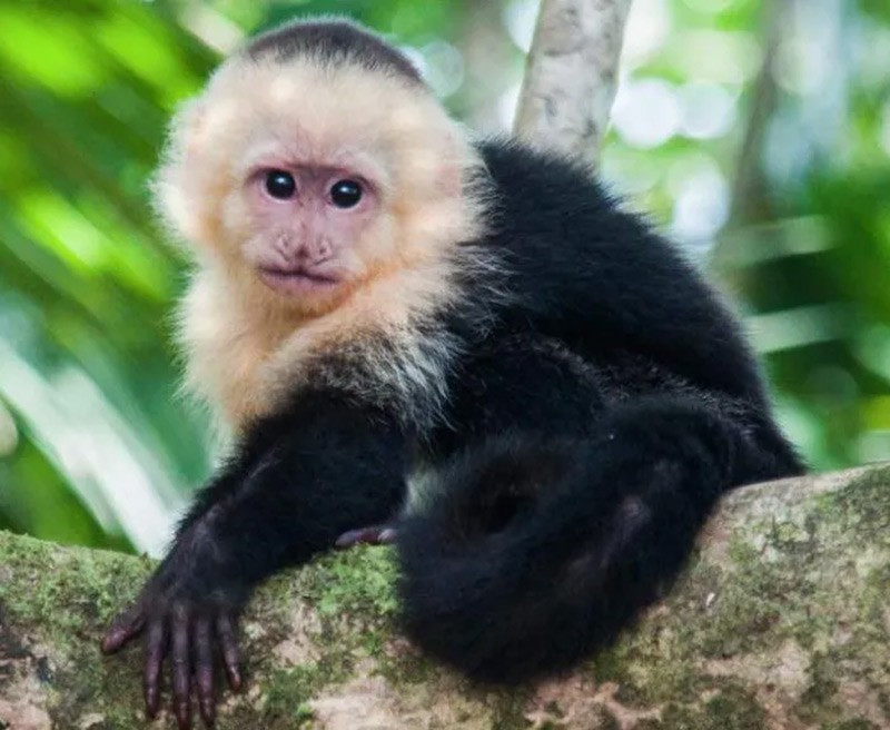 Khỉ Capuchin: Khỉ capuchin sử dụng đá làm công cụ để đập vỡ hạt, đào bới và tìm thức ăn. Chúng có khả năng sáng tạo công cụ như búa, đe, thể hiện sự khéo léo và trí tuệ gần với loài linh trưởng lớn. chum-anh-nhung-dong-vat-thong-minh-nhat-1105-05.jpg