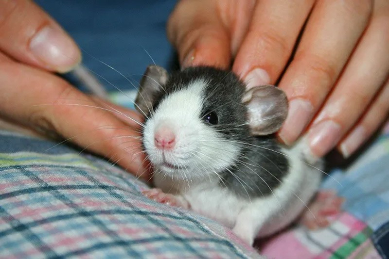 Chuột Long-Evans: Loài chuột này có khả năng ghi nhớ, định hướng và thậm chí đưa ra quyết định mang tính đạo đức. Cá thể Hobbie-J được tăng cường gen NR2B cho thấy tiềm năng nghiên cứu bệnh sa sút trí tuệ. chum-anh-nhung-dong-vat-thong-minh-nhat-1105-011.jpg