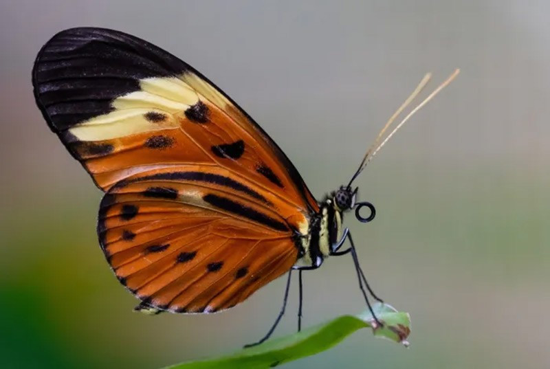Bướm Heliconius: Nghiên cứu tại Đại học Bristol cho thấy chúng có khả năng học hỏi và ghi nhớ không gian. Chúng tìm thức ăn trong môi trường phức tạp bằng cách ghi nhớ vị trí, tương tự như ong, trái quan niệm rằng côn trùng thiếu trí tuệ chum-anh-nhung-dong-vat-thong-minh-nhat-1105-013.jpg