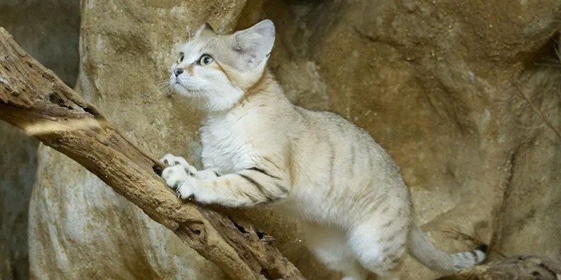 Mèo cát (Sand Cat). Hiếm khi uống nước, lấy toàn bộ chất lỏng từ con mồi như gặm nhấm, côn trùng và rắn. chum-anh-50-su-that-thu-vi-ve-dong-vat-co-the-ban-chua-biet-024.jpg