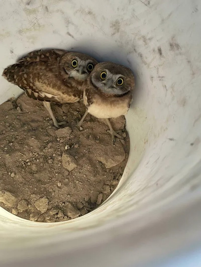 Cú đào hang (Burrowing Owls). Làm tổ dưới đất, loài này thường tận dụng hang bỏ hoang của sóc đất hoặc chó đồng cỏ. chum-anh-50-su-that-thu-vi-ve-dong-vat-co-the-ban-chua-biet-034.jpg