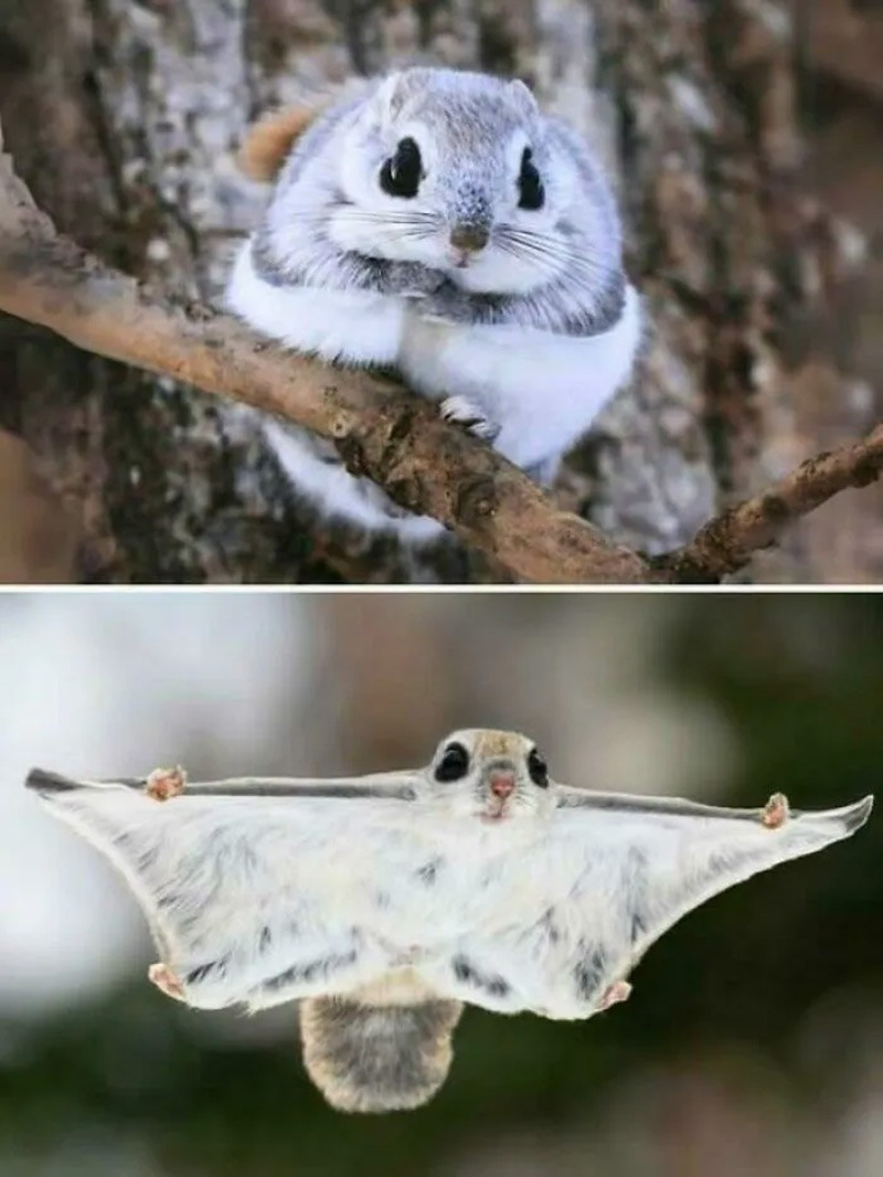 Sóc bay lùn Nhật Bản (Japanese Dwarf Flying Squirrel). Có da mỏng gọi là patagia, giúp chúng lướt từ cây này sang cây khác như tàu lượn tí hon. chum-anh-50-su-that-thu-vi-ve-dong-vat-co-the-ban-chua-biet-02.jpg