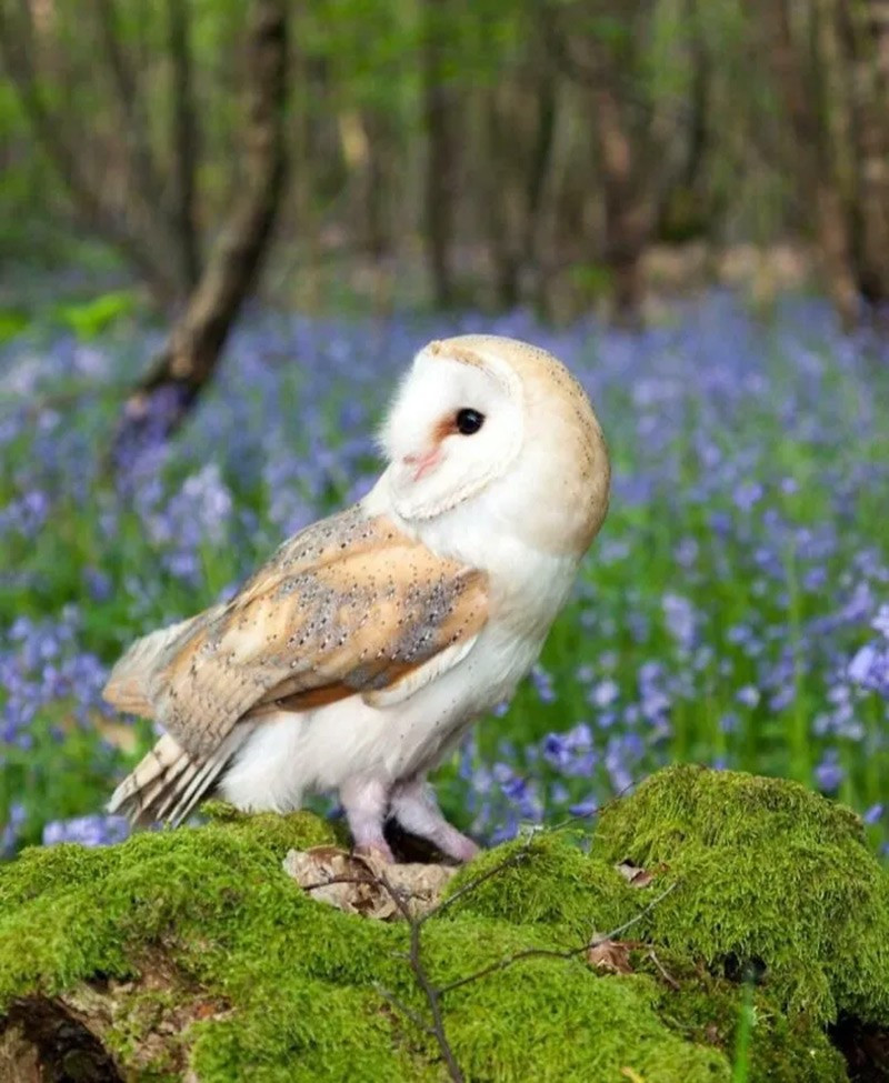 Chim lợn (Barn Owl). Có khả năng định vị con mồi bằng âm thanh chính xác nhất trong số các loài động vật. chum-anh-50-su-that-thu-vi-ve-dong-vat-co-the-ban-chua-biet-016.jpg