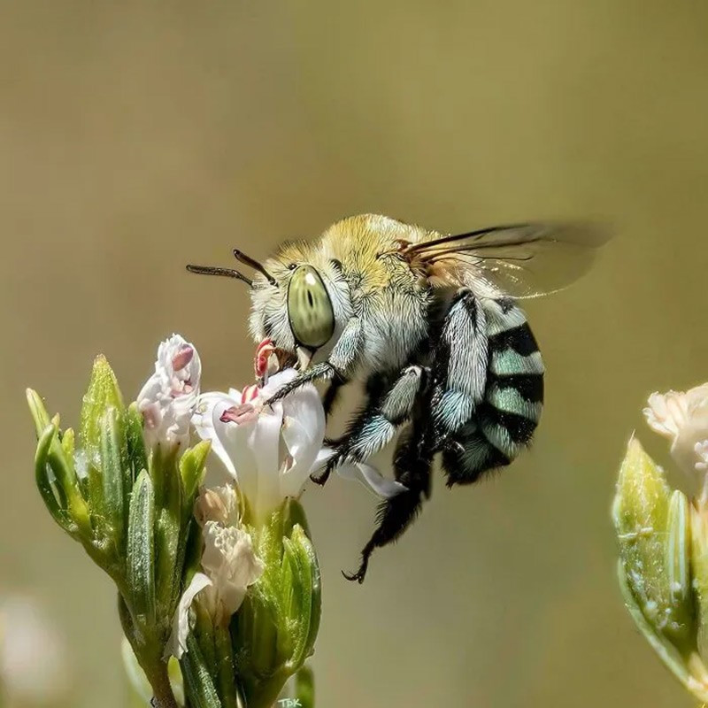 Ong sọc xanh (Blue-Banded Bees). Ong sọc xanh thực hiện thụ phấn bằng cách rung mạnh cơ thể khi bám vào hoa, khiến phấn hoa bắn ra khỏi bao phấn. Kỹ thuật đặc biệt này gọi là “buzz pollination”. chum-anh-50-su-that-thu-vi-ve-dong-vat-co-the-ban-chua-biet-048.jpg