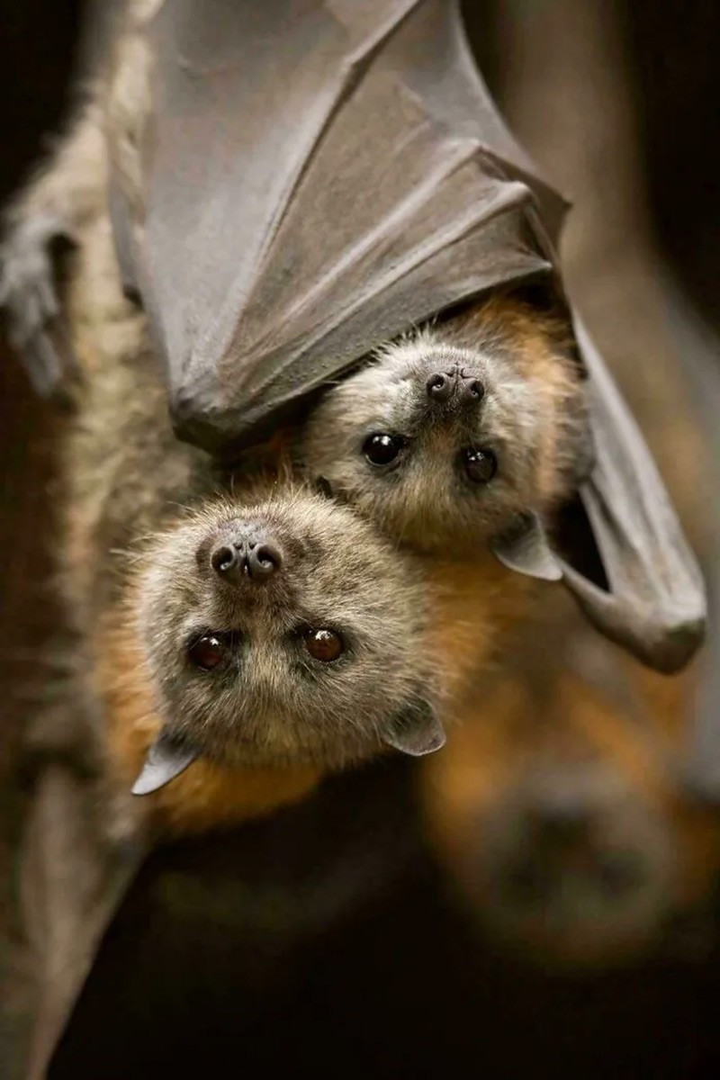 Dơi cáo (Flying Foxes). Là loài thụ phấn quan trọng, chúng mang theo phấn hoa khi bay, giúp duy trì sức khỏe rừng. chum-anh-50-su-that-thu-vi-ve-dong-vat-co-the-ban-chua-biet-07.jpg
