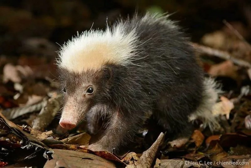 Chồn hôi Sunda (Sunda Stink Badger). Đây là họ hàng gần nhất của loài chồn hôi skunk. chum-anh-50-su-that-thu-vi-ve-dong-vat-co-the-ban-chua-biet-028.jpg