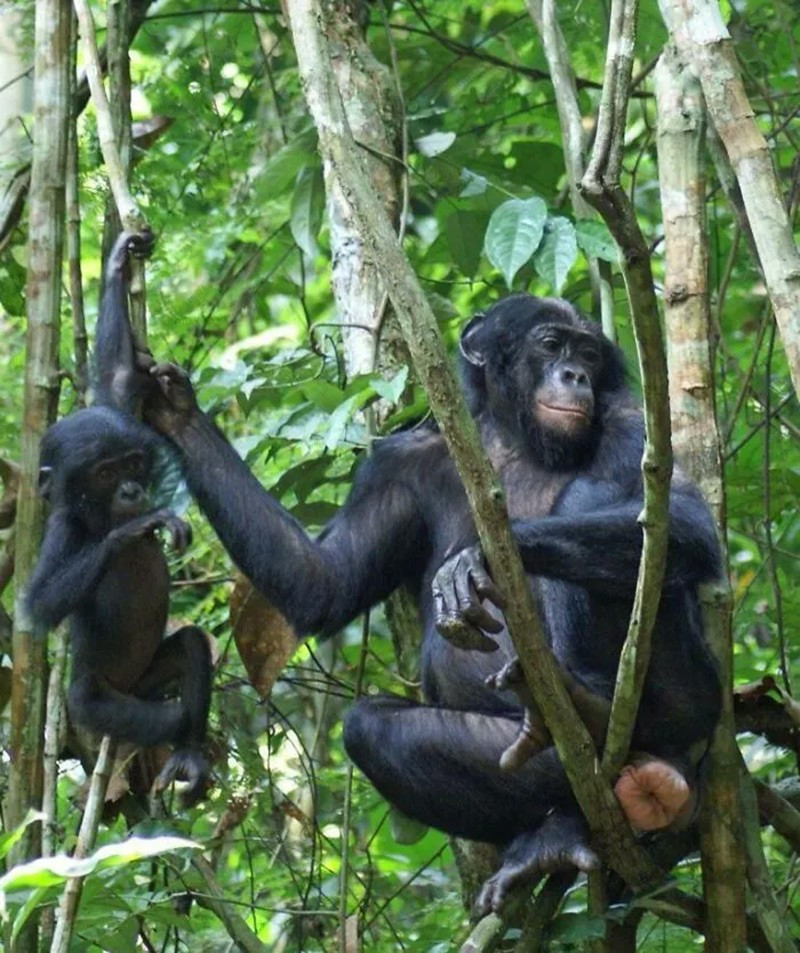 Khỉ bonobo (Bonobos). Con cái liên kết thành nhóm để chống lại con đực, nâng cao vị thế xã hội. chum-anh-50-su-that-thu-vi-ve-dong-vat-co-the-ban-chua-biet-030.jpg