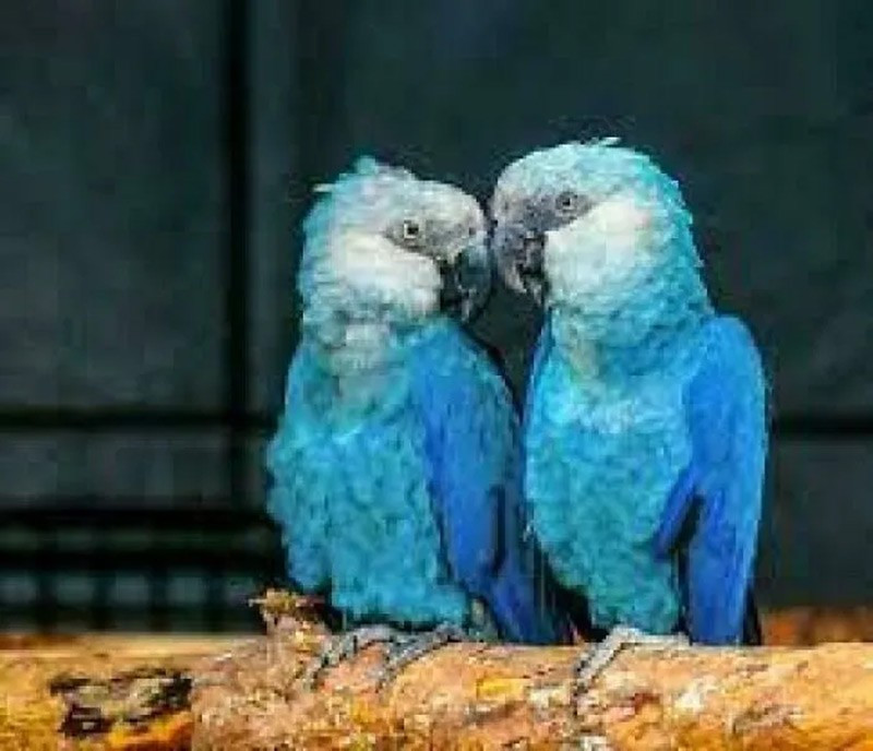 Vẹt Spix (Spix’s Macaw). Từng tuyệt chủng ngoài tự nhiên, nhưng đã được tái thả và sinh sản thành công ở Brazil. chum-anh-50-su-that-thu-vi-ve-dong-vat-co-the-ban-chua-biet-019.jpg