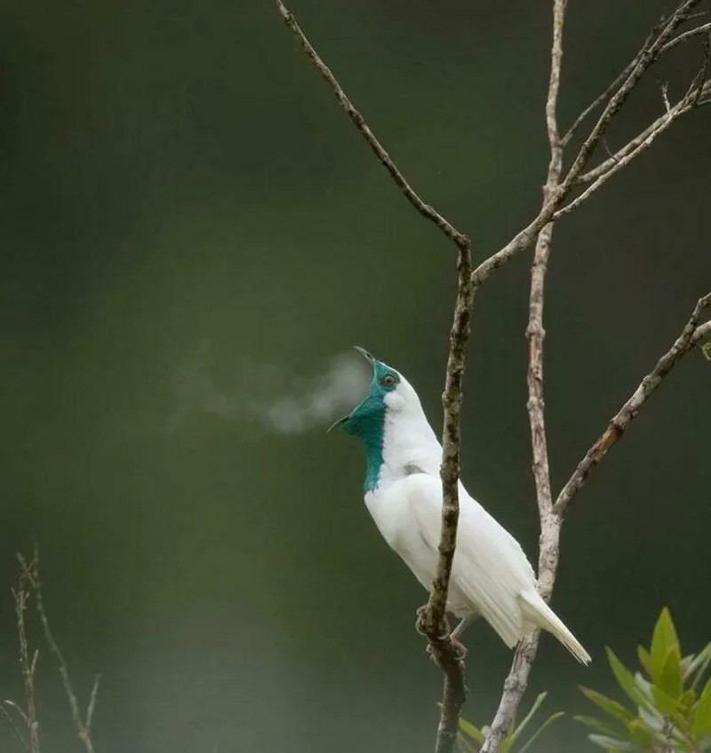 Chim bellbird cổ trần (Bare-Throated Bellbird). Chim đực có tiếng kêu vang như búa đập, là một trong những âm thanh lớn nhất của loài chim. chum-anh-50-su-that-thu-vi-ve-dong-vat-co-the-ban-chua-biet-013.jpg