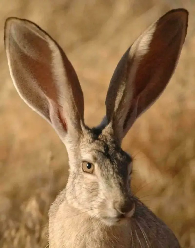 Thỏ tai đen (Black-Tailed Jackrabbit) Tai nó có thể dài tới 13 cm, chiếm khoảng 20% tổng chiều dài cơ thể. Đôi tai khổng lồ này không chỉ giúp chúng nghe rõ hơn mà còn giúp chúng sống trong môi trường khắc nghiệt ở sa mạc. chum-anh-50-su-that-thu-vi-ve-dong-vat-co-the-ban-chua-biet-047.jpg
