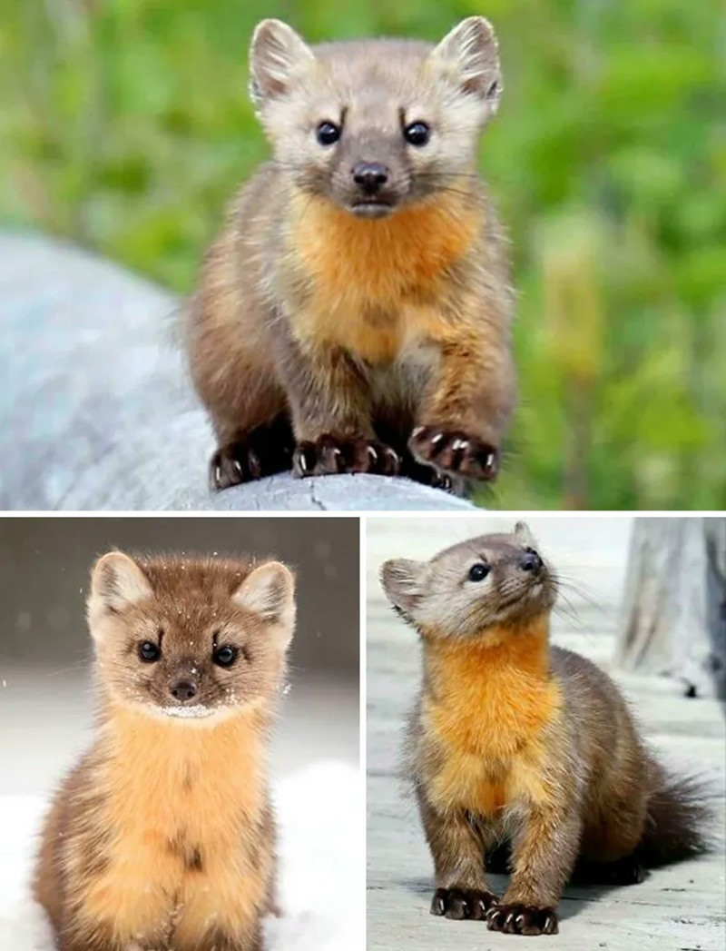 Chồn Thái Bình Dương (Pacific Marten). Có hiện tượng trứng thụ tinh “ngủ đông” 6 tháng trước khi phát triển thành phôi. chum-anh-50-su-that-thu-vi-ve-dong-vat-co-the-ban-chua-biet-020.jpg