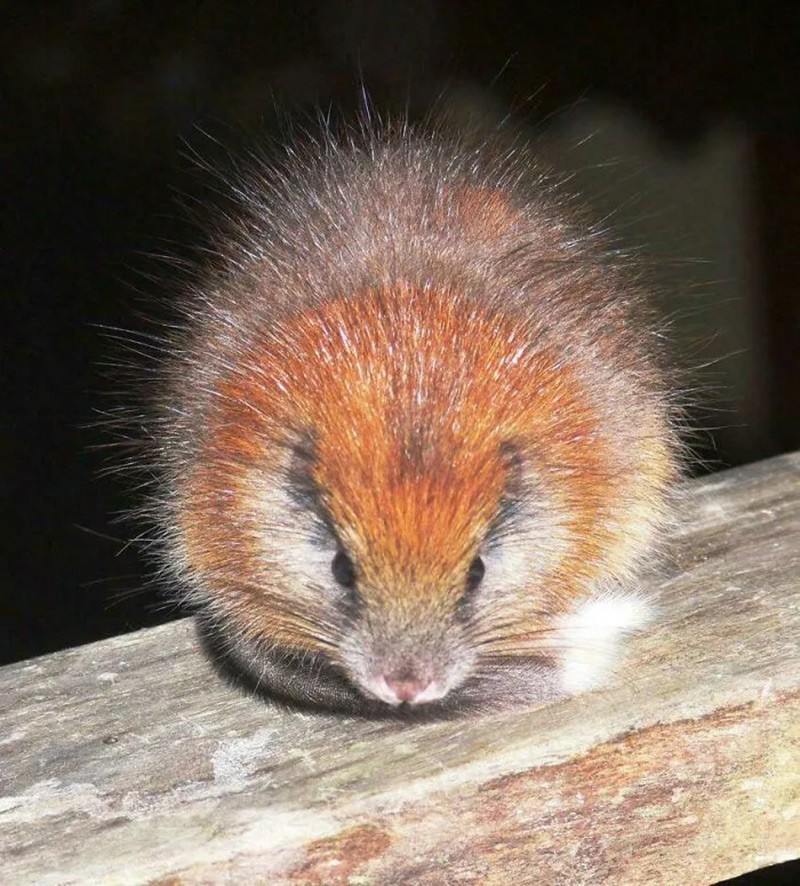 Chuột cây mào đỏ (Red Crested Tree Rat). Từng bị cho là tuyệt chủng, nhưng loài vật này bất ngờ xuất hiện ở một khu bảo tồn Colombia. chum-anh-50-su-that-thu-vi-ve-dong-vat-co-the-ban-chua-biet-027.jpg