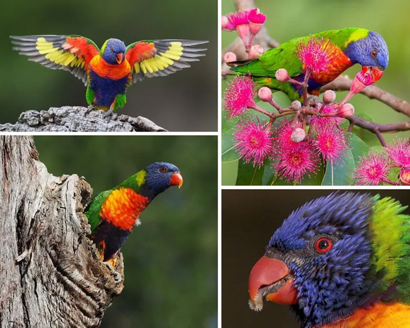 Vẹt lorikeet cầu vồng (Rainbow Lorikeets). Di chuyển theo mùa hoa, chúng dùng lưỡi chổi hút mật và phấn hoa để ăn. chum-anh-50-su-that-thu-vi-ve-dong-vat-co-the-ban-chua-biet-041.jpg