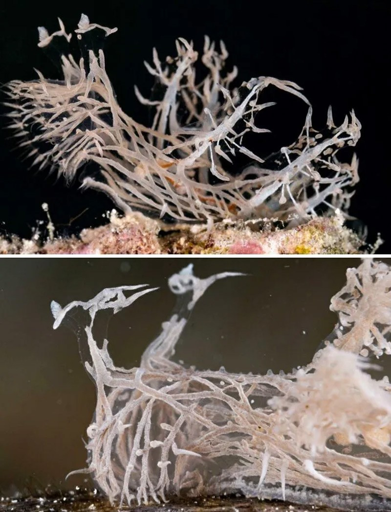 Sên biển ma (Phantom Nudibranch / Melibe colemani). Loài sên biển này có cơ thể gần như trong suốt, để lộ mạng lưới cơ quan bên trong mảnh mai. Hình dạng kỳ lạ giúp chúng ngụy trang như mảnh vụn trôi nổi trong nước. chum-anh-50-su-that-thu-vi-ve-dong-vat-co-the-ban-chua-biet-050.jpg