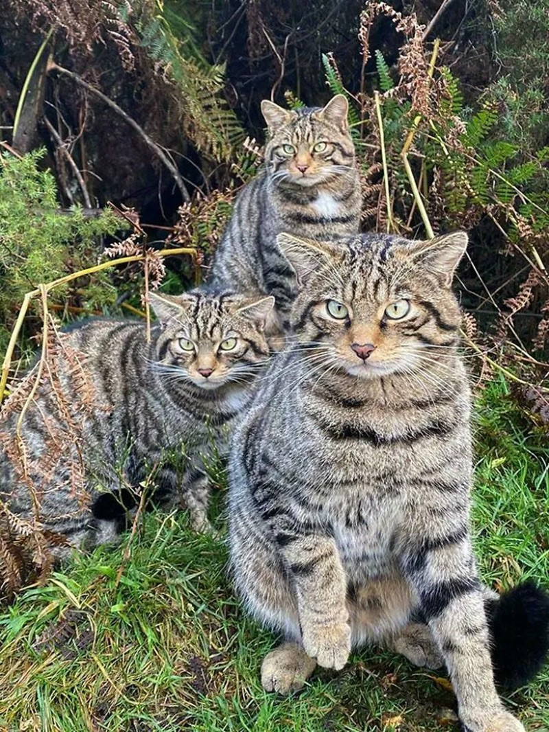 Mèo rừng Scotland (Scottish Wildcat). Đã lai nhiều với mèo nhà, khiến chúng gần như tuyệt chủng về mặt di truyền. chum-anh-50-su-that-thu-vi-ve-dong-vat-co-the-ban-chua-biet-011.jpg