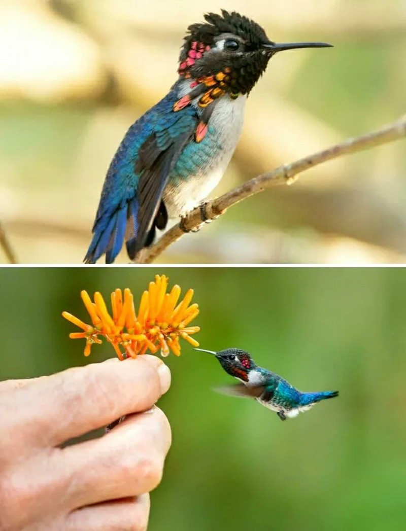 Chim ruồi ong (Bee Hummingbird). Loài chim nhỏ nhất thế giới, con đực dài chỉ 5,5 cm và nặng chưa tới 2 g. chum-anh-50-su-that-thu-vi-ve-dong-vat-co-the-ban-chua-biet-015.jpg