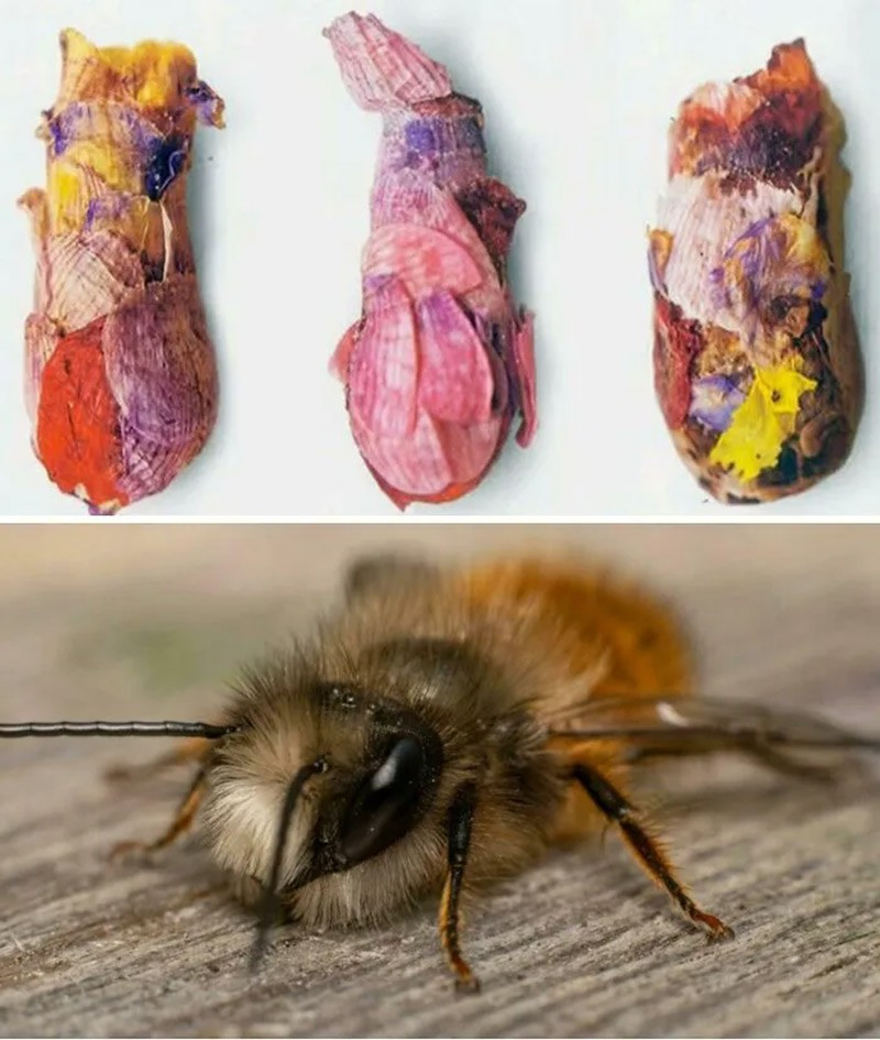 Ong hoa Osmia Avosetta (Osmia Avosetta Bee). Xây tổ bằng cánh hoa, mật và bùn, loài vật này tạo viên nang rực rỡ để bảo vệ trứng. chum-anh-50-su-that-thu-vi-ve-dong-vat-co-the-ban-chua-biet-05.jpg