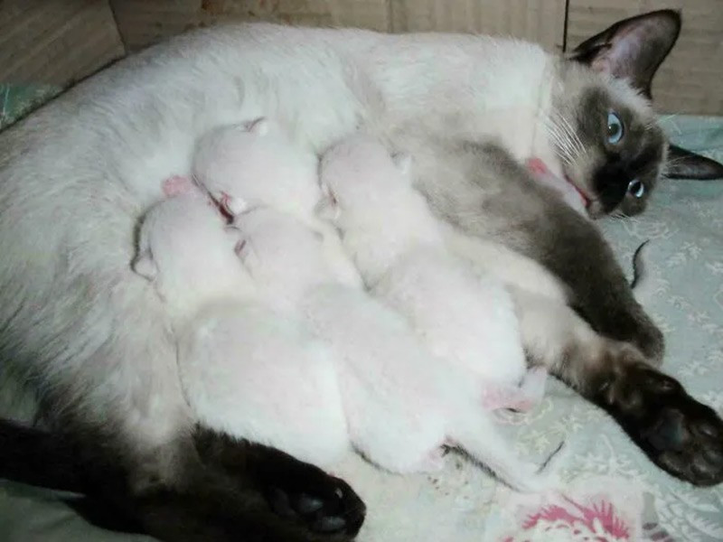 Mèo Xiêm (Siamese Kittens). Khi sinh ra có lông trắng, các điểm tối dần xuất hiện ở vùng lạnh như mặt, tai, đuôi. chum-anh-50-su-that-thu-vi-ve-dong-vat-co-the-ban-chua-biet-025.jpg