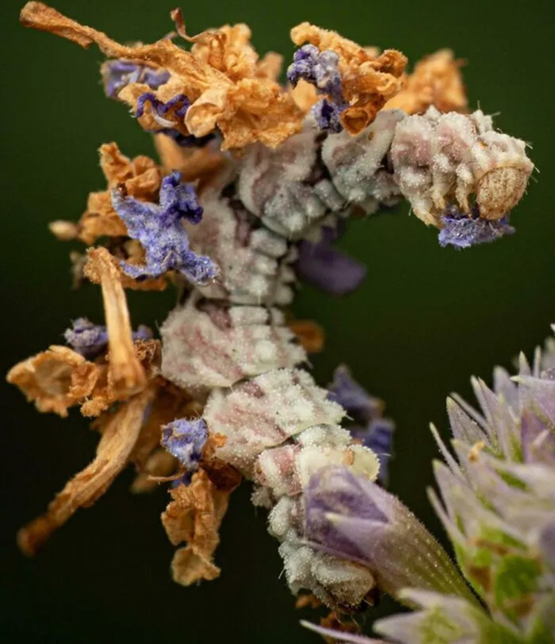 Sâu looper ngụy trang (Camouflaged Looper Caterpillar). Ngụy trang bằng cách dán cánh hoa và lá lên cơ thể, loài vật này thay đổi theo cây ký chủ. chum-anh-50-su-that-thu-vi-ve-dong-vat-co-the-ban-chua-biet-042.jpg