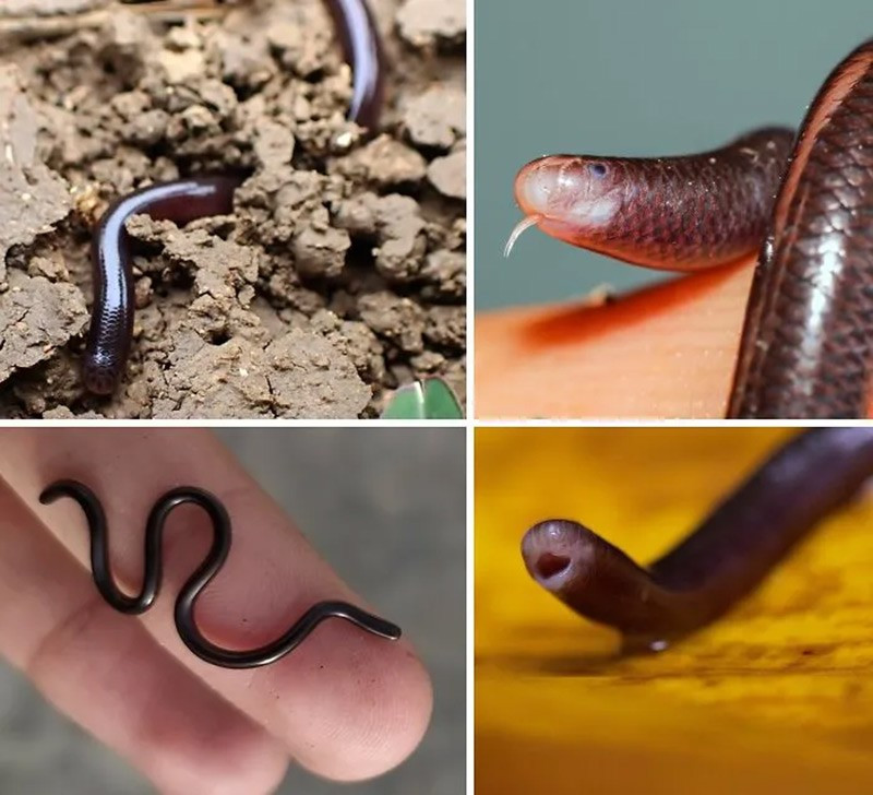 Rắn mù Brahminy (Brahminy Blind Snake). Loài vật này thường sống trong đất chậu cây, nhờ đó lan rộng khắp thế giới. chum-anh-50-su-that-thu-vi-ve-dong-vat-co-the-ban-chua-biet-031.jpg