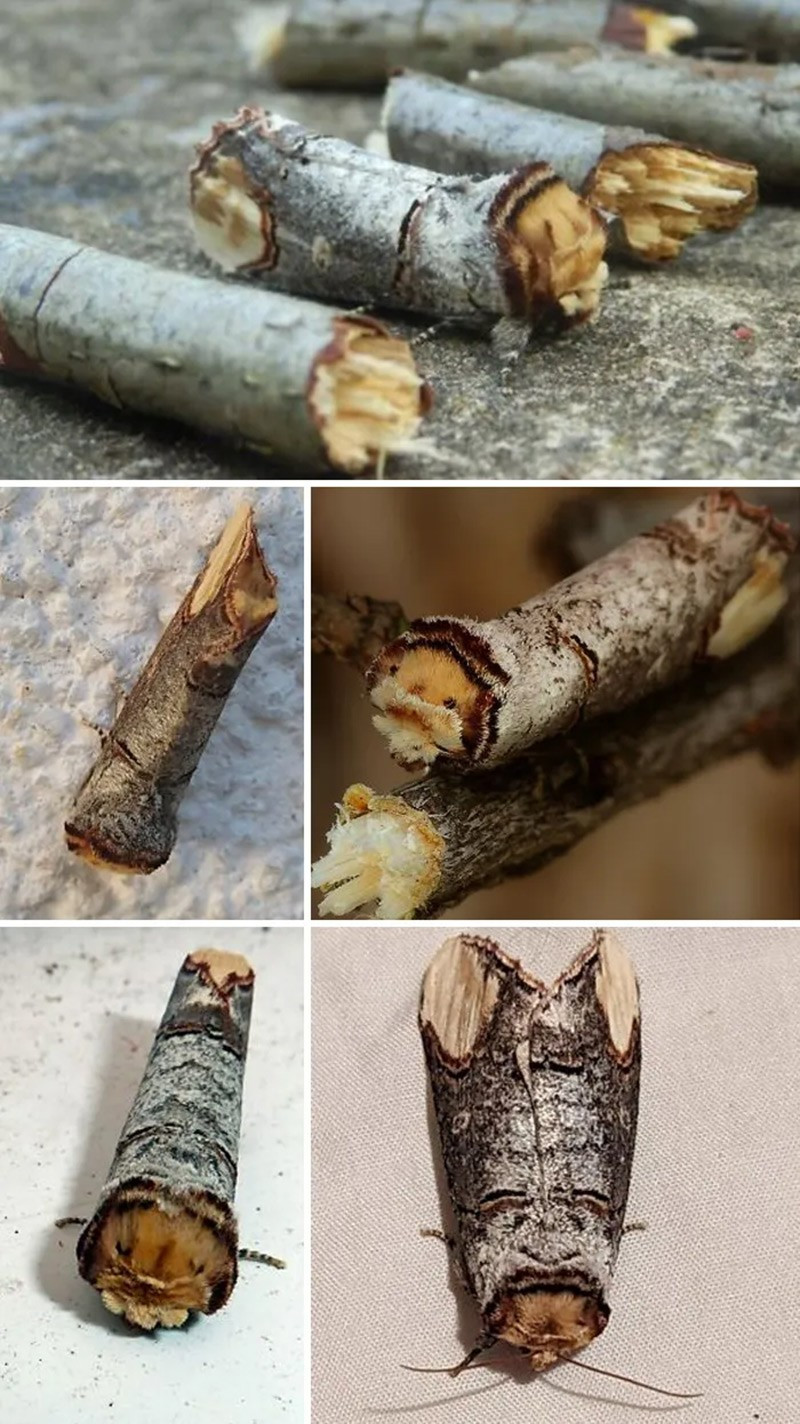 Bướm ngụy trang cành bạch dương (Buff-Tip Moth). Tư thế nghỉ và màu sắc khiến nó giống hệt một cành cây gãy, ngụy trang hoàn hảo. chum-anh-50-su-that-thu-vi-ve-dong-vat-co-the-ban-chua-biet-01.jpg