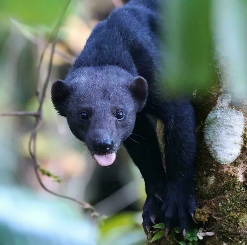 Chồn Tayra (Tayras). Loài chồn lớn nhất Trung Mỹ, thông minh, biết hái chuối xanh để dành cho sau này. chum-anh-50-su-that-thu-vi-ve-dong-vat-co-the-ban-chua-biet-045.jpg