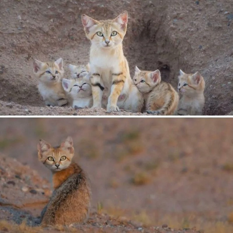 Mèo cát (Sand Cat). Nhắm mắt khi có người đến gần ban đêm, hòa lẫn vào môi trường sa mạc, khó bị phát hiện. chum-anh-50-su-that-thu-vi-ve-dong-vat-co-the-ban-chua-biet-04.jpg
