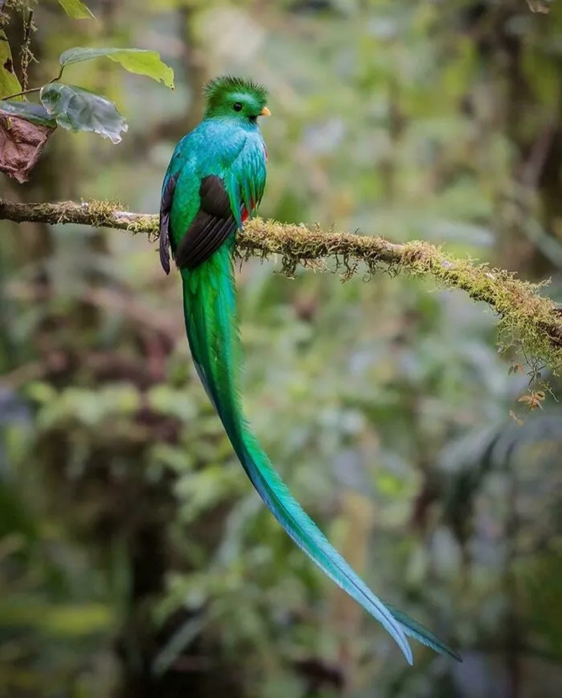 Chim quetzal (Quetzal). Trong mùa giao phối, chim đực phát ra tiếng kêu như “very-good”, đồng thời phát tán hạt cây. chum-anh-50-su-that-thu-vi-ve-dong-vat-co-the-ban-chua-biet-044.jpg