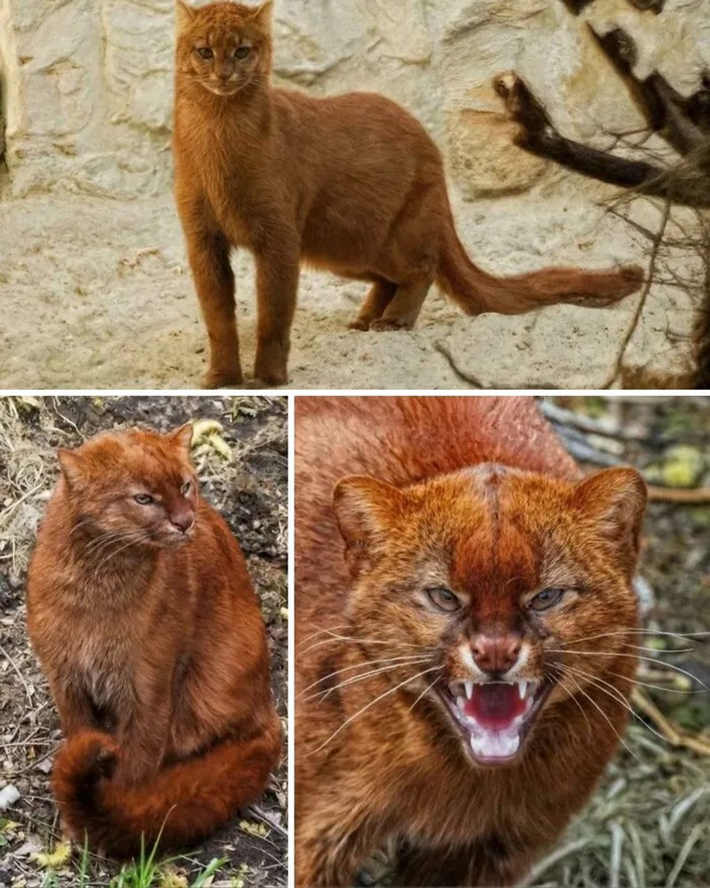 Mèo rừng Jaguarundi (Jaguarundi). Loài mèo hoang bí ẩn, giác quan nhạy bén, sống trên mặt đất nhưng cũng leo trèo và bơi giỏi. chum-anh-50-su-that-thu-vi-ve-dong-vat-co-the-ban-chua-biet-03.jpg