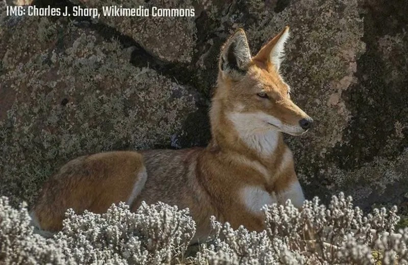 Sói Ethiopia (Ethiopian Wolf). Loài sói hiếm nhất châu Phi, sống ở cao nguyên, chủ yếu ăn loài gặm nhấm. chum-anh-50-su-that-thu-vi-ve-dong-vat-co-the-ban-chua-biet-08.jpg