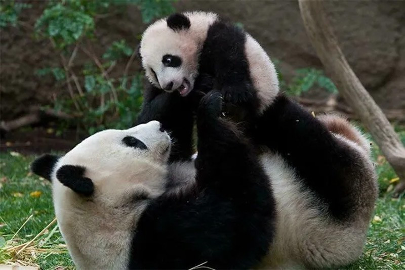 Gấu trúc lớn (Giant Panda). Không “vụng về” như chúng ta thường nghĩ, trong tự nhiên gấu trúc này sinh sản thành công tương tự gấu đen Mỹ. chum-anh-50-su-that-thu-vi-ve-dong-vat-co-the-ban-chua-biet-026.jpg