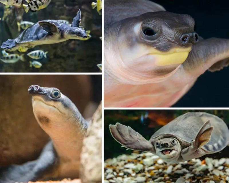 Rùa mũi heo (Pig-Nosed Turtle). Loài vật này dùng chiếc mũi giống heo để thở như ống thở, sống ở Úc và New Guinea. chum-anh-50-su-that-thu-vi-ve-dong-vat-co-the-ban-chua-biet-033.jpg