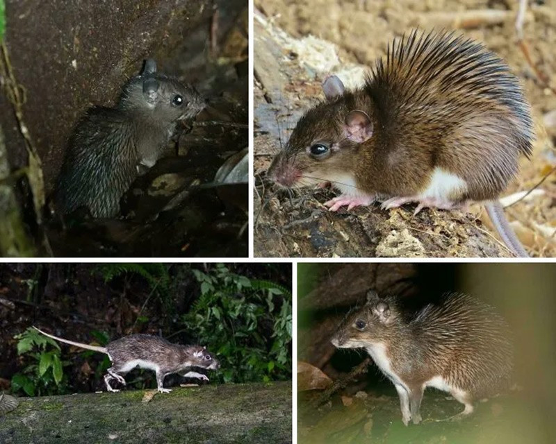 Chuột bọc giáp (Armoured Rat). Loài này có gai dài tới 3 cm, có thể rụng đuôi để đánh lạc hướng kẻ săn mồi. chum-anh-50-su-that-thu-vi-ve-dong-vat-co-the-ban-chua-biet-035.jpg