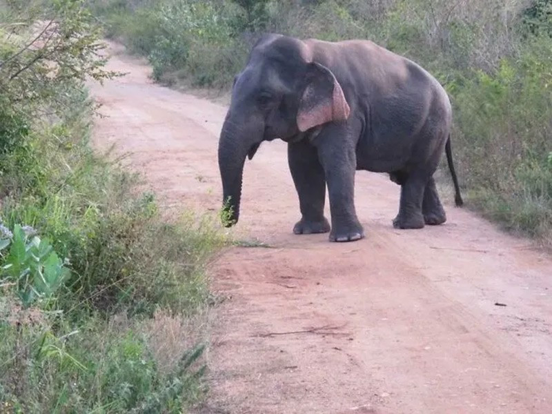 Voi lùn (Dwarf Elephant). Một con voi cao chỉ 1,5 m được tìm thấy ở Sri Lanka, bằng chứng hiếm về chứng lùn tự nhiên. chum-anh-50-su-that-thu-vi-ve-dong-vat-co-the-ban-chua-biet-029.jpg