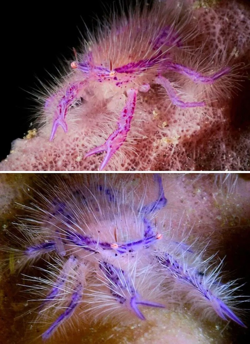 Cua hồng tiên (Pink Fairy Crab / Pink Hairy Squat Lobster) Loài cua hồng tiên có ngoại hình nổi bật với lớp lông mịn màu hồng tím bao phủ cơ thể. Chúng thường sống quanh các loài bọt biển khổng lồ ở vùng biển nhiệt đới. chum-anh-50-su-that-thu-vi-ve-dong-vat-co-the-ban-chua-biet-049.jpg