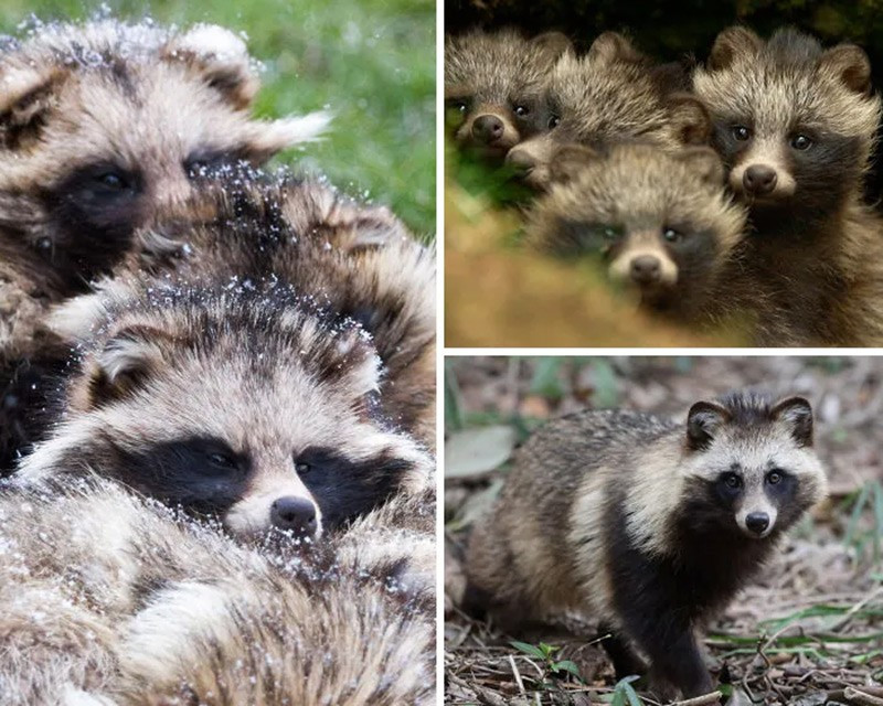 Chó gấu trúc (Raccoon Dog). Không phải gấu trúc mà là loài chó, có khả năng ngủ đông và tăng cân tới 50% trước mùa lạnh. chum-anh-50-su-that-thu-vi-ve-dong-vat-co-the-ban-chua-biet-014.jpg