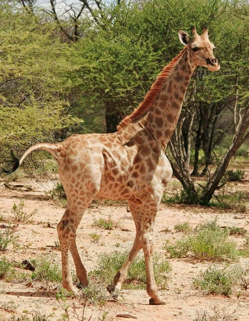 Hươu cao cổ lùn (Dwarf Giraffes). Chỉ có 2 cá thể từng được ghi nhận, thấp hơn một nửa so với hươu cao cổ bình thường. chum-anh-50-su-that-thu-vi-ve-dong-vat-co-the-ban-chua-biet-017.jpg