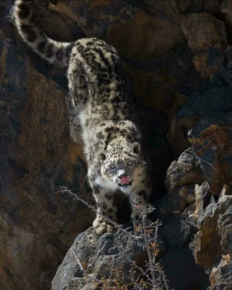 Báo tuyết (Snow Leopard). Hoạt động mạnh lúc bình minh và hoàng hôn, có thể hạ gục con mồi nặng gấp 3–4 lần cơ thể. chum-anh-50-su-that-thu-vi-ve-dong-vat-co-the-ban-chua-biet-012.jpg