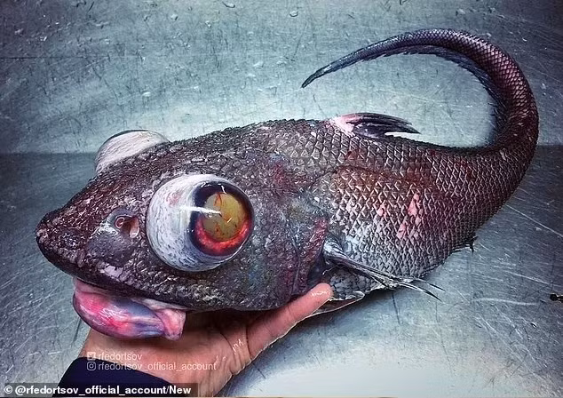 Một con cá có vảy do Roman Fedortsov bắt được. ngu-dan-bat-duoc-sinh-vat-ngoai-hanh-tinh-duoi-bien-sau-6.jpg