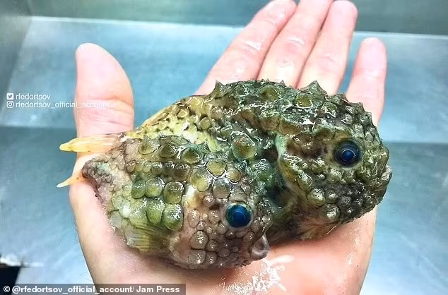 Sinh vật có vảy này đủ nhỏ để có thể cầm trên tay của một người, đôi mắt xanh sáng tương phản với màu xanh lá cây chủ đạo của nó ngu-dan-bat-duoc-sinh-vat-ngoai-hanh-tinh-duoi-bien-sau-13.jpg