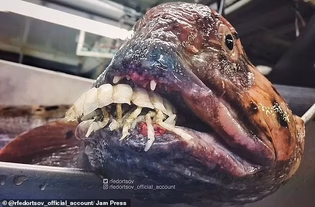 Sinh vật biển này được đưa lên mặt nước ngay sau khi nó nuốt chửng một dạng sinh vật thủy sinh nhỏ hơn nhiều. Các chuyên gia mô tả cá sói Đại Tây Dương là loài có vẻ ngoài 'đáng sợ', là loài đánh bắt hiếm đối với ngư dân. ngu-dan-bat-duoc-sinh-vat-ngoai-hanh-tinh-duoi-bien-sau-14.jpg