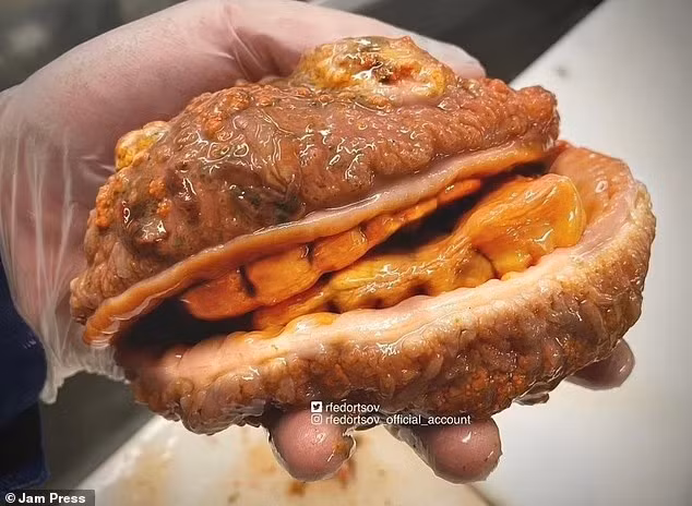 'Cá cheeseburger' - loài cá được tìm thấy ở vùng biển sâu này đã được so sánh với cheeseburger, Teenage Mutant Ninja Turtle và thậm chí là bánh sandwich gà nhờ vẻ ngoài nhớt nháp, màu cam của nó ngu-dan-bat-duoc-sinh-vat-ngoai-hanh-tinh-duoi-bien-sau-5.jpg