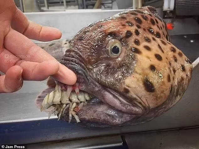 Fedortsov đã phát hiện ra hầu hết các sinh vật ở biển Na Uy và biển Barents ở miền bắc nước Nga, nhưng cũng tìm thấy một số loài thú kỳ lạ ở sâu dưới Đại Tây Dương. ngu-dan-bat-duoc-sinh-vat-ngoai-hanh-tinh-duoi-bien-sau-8.jpg