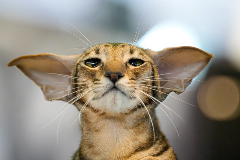 Một chú mèo Oriental Shorthair chờ được đánh giá bởi giám khảo trong triển lãm FIFe World Show Romania 2025. chum-anh-fife-world-show-romania-2025-02.jpg