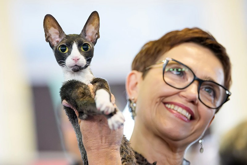 Một người phụ nữ bế chú mèo Cornish Rex trong triển lãm FIFe World Show Romania 2025. chum-anh-fife-world-show-romania-2025-09.jpg