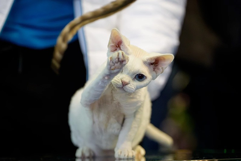 Một chú mèo Devon Rex đang chơi đùa trong lúc được giám khảo đánh giá tại triển lãm FIFe World Show Romania 2025 chum-anh-fife-world-show-romania-2025-06.jpg